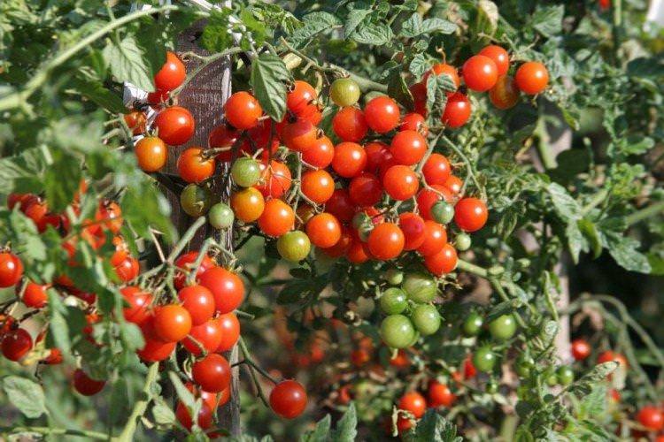 Вишневий коктейль - Високоурожайні сорти томатів чері