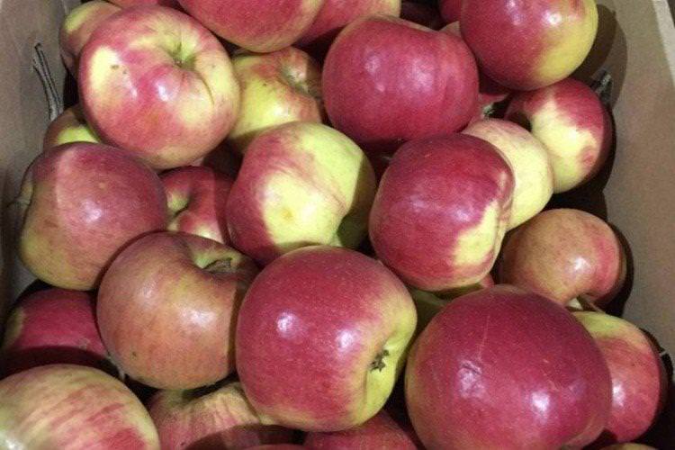 Жигулівське - найвищі врожайні сорти яблук для Підмосков'я
