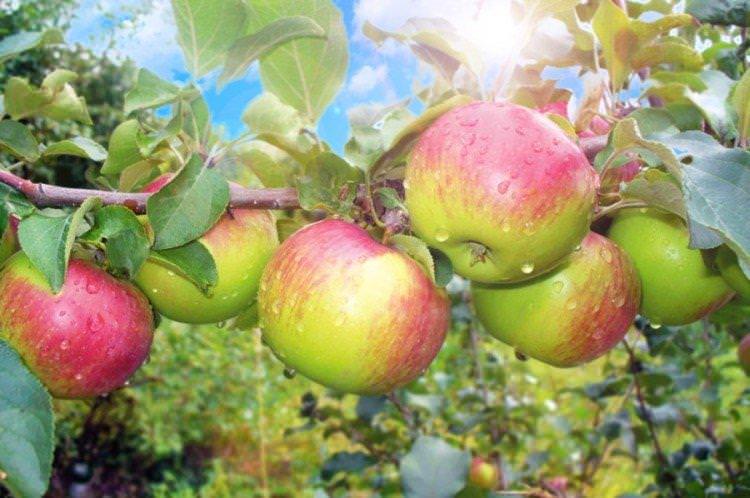 Уелсі - найвищі сорти зелених яблук