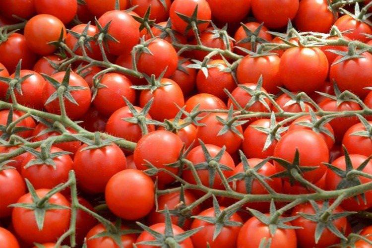 Марголь - Високоврожайні сорти томатів чері