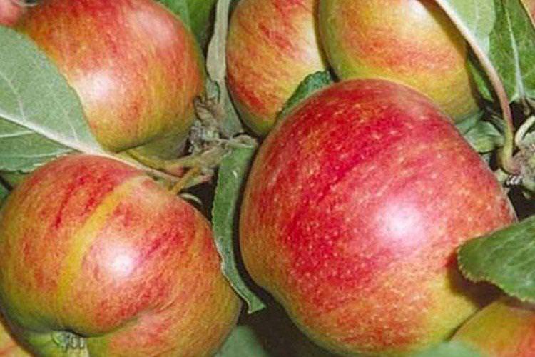 Коричне нове - Найвищі врожайні сорти яблук для Підмосков'я