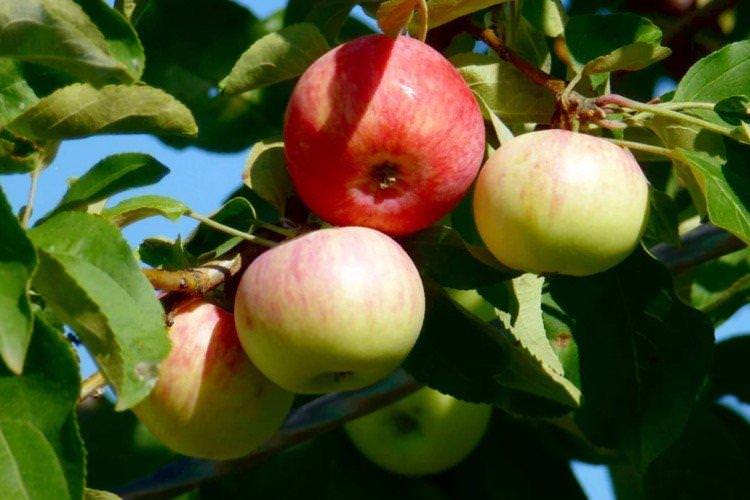 Пепін шафранний - найвищі врожайні сорти зелених яблук
