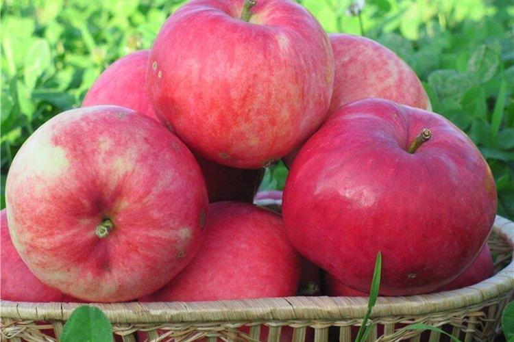 Мантет - найвищі врожайні сорти яблук для Підмосков'я