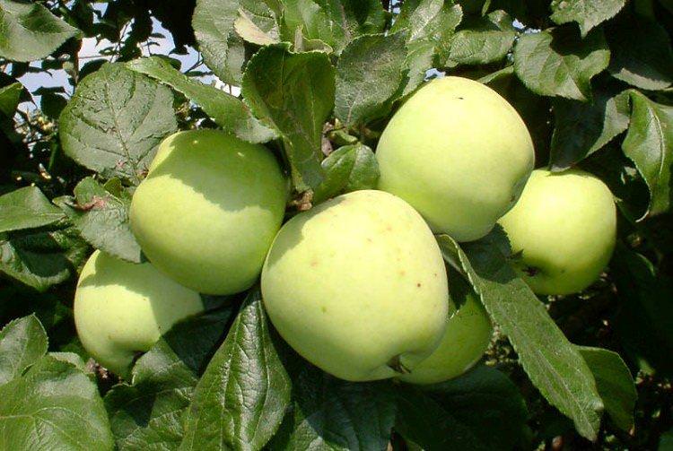 Московське пізніше - Найкращі сорти зелених яблук для Підмосков'я