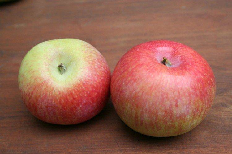 Цукеркове - Найсолодші сорти яблук для Підмосков'я