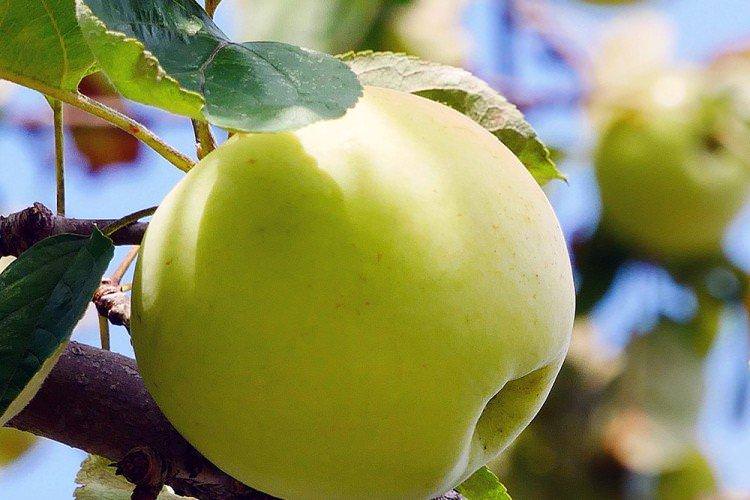 Золота корона - Найкращі сорти зелених яблук для Підмосков'я