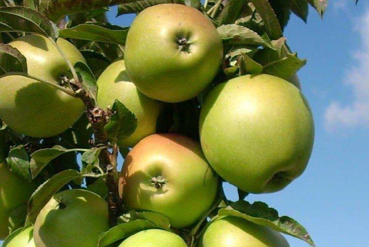 Медок - Найсолодші сорти яблук для Підмосков'я