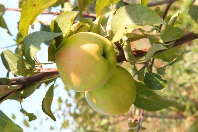 Дачне - Найкращі сорти зелених яблук для Підмосков'я