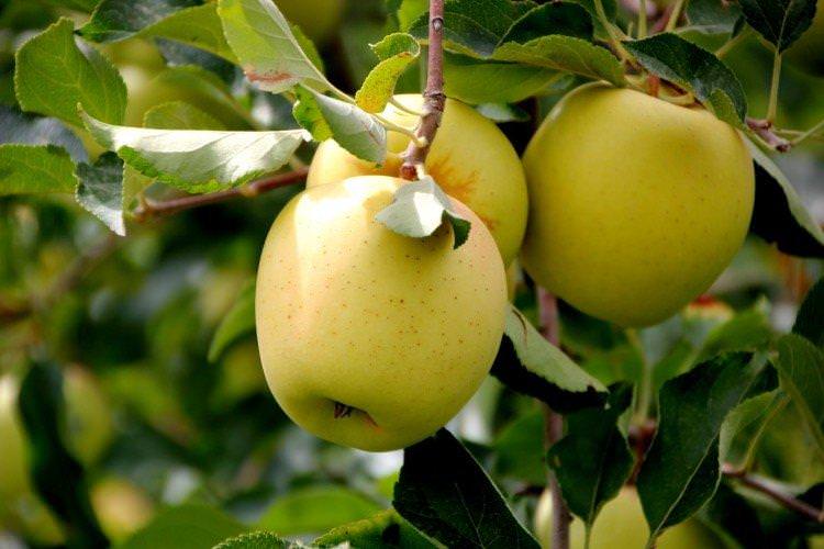 Голден Делішес - Найсолодші сорти яблук для Підмосков'я