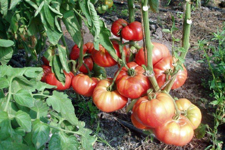 Великий воїн - Найвищі врожайні сорти томатів для Підмосков'я