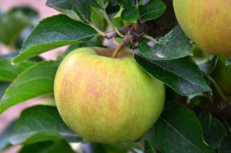 Золотий потік - Найкращі сорти зелених яблук для Підмосков'я