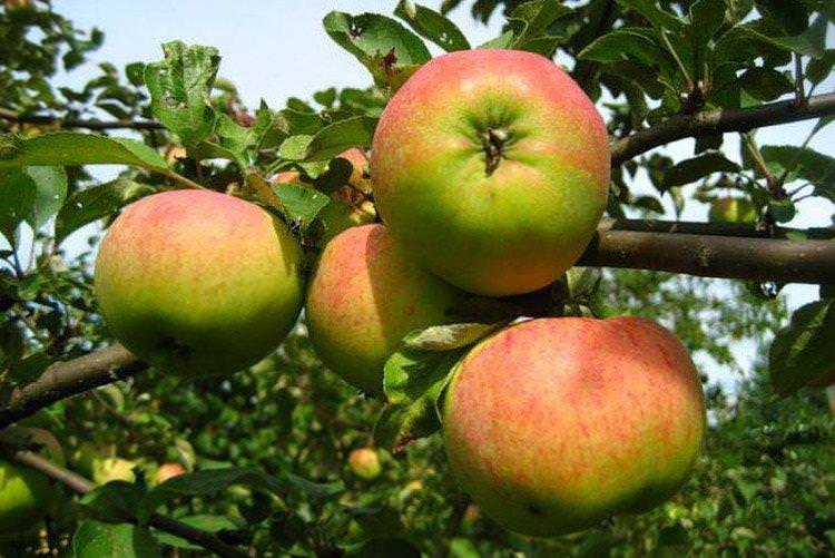 Орловим - Найсолодші сорти яблук для Підмосков'я