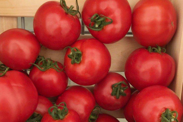 Султан - найвищі врожайні сорти томатів для Підмосков'я
