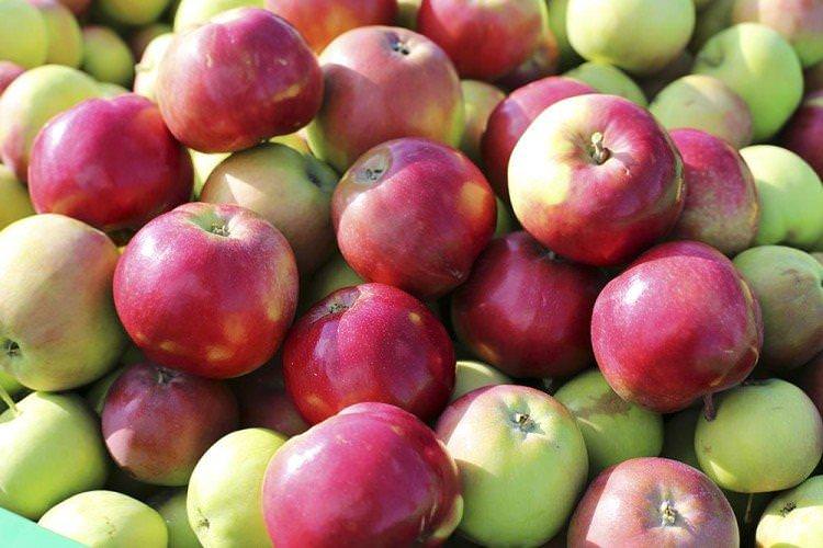 Ерлі Женева - Найкращі сорти зелених яблук для Підмосков'я