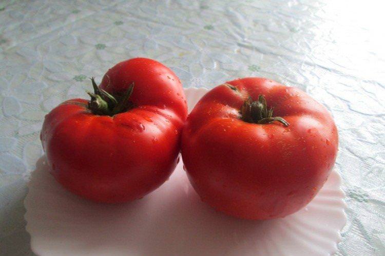 Тамара - найвищі врожайні сорти томатів для Підмосков'я