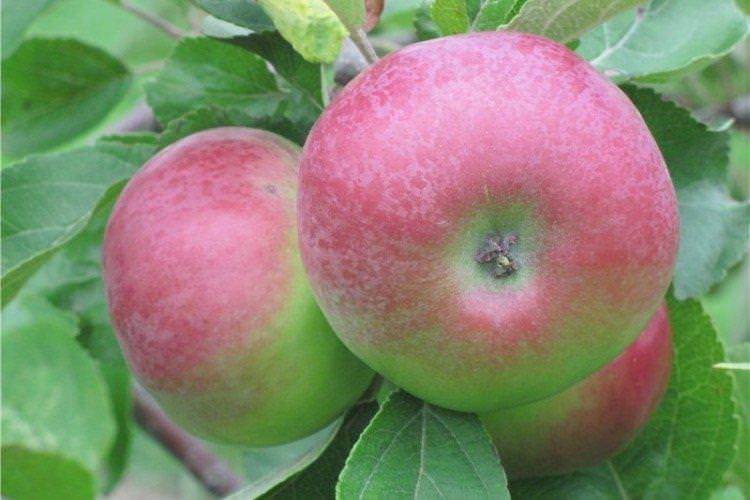 Бессемянка - Найкращі сорти зелених яблук для Уралу та Сибіру
