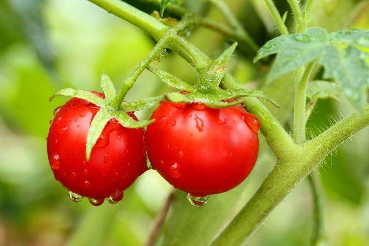Оля - Найвищі сорти томатів для Підмосков'я