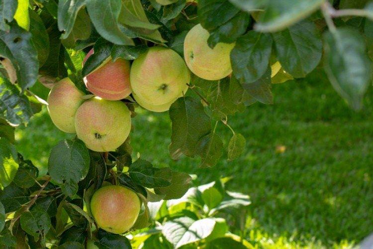 Пролісок - Найкращі сорти зелених яблук для Уралу та Сибіру
