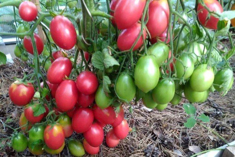 Ізюм - Сорти томатів чері для теплиць