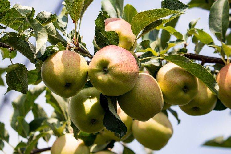 Братчуд - Найкращі сорти зелених яблук для Уралу та Сибіру