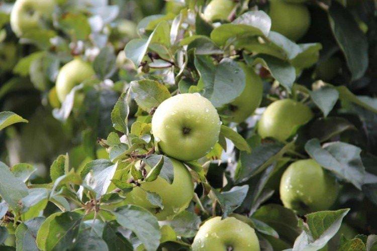 Кущова крихта - Кращі сорти зелених яблук для Уралу та Сибіру