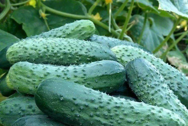 Урожайний відблиск - Сорти огірків для теплиць з полікарбонату