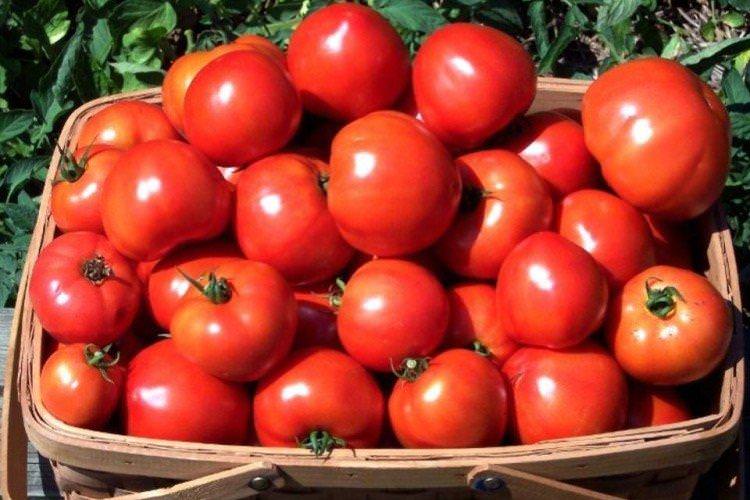 Самара - найвищі врожайні сорти томатів для Уралу