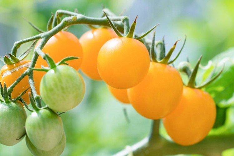 Жовта вишня - Сорти томатів чері для теплиць
