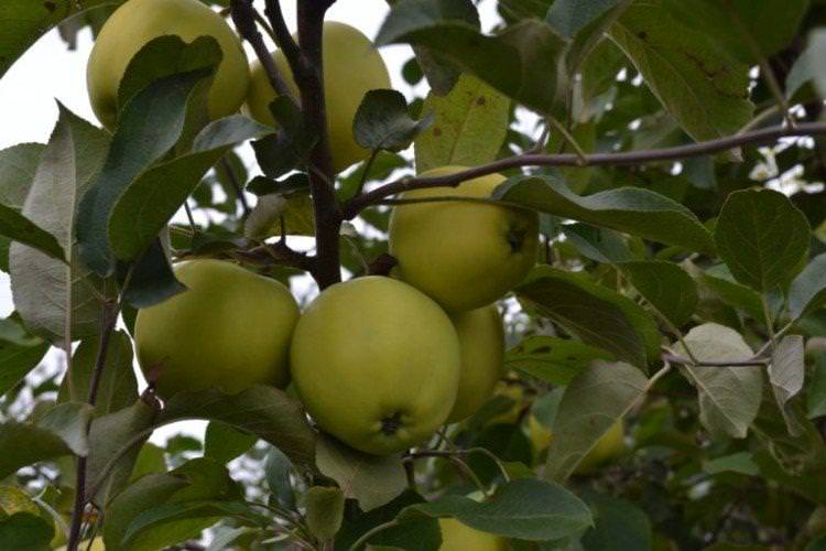 Бурштин - Кращі сорти зелених яблук для Уралу та Сибіру
