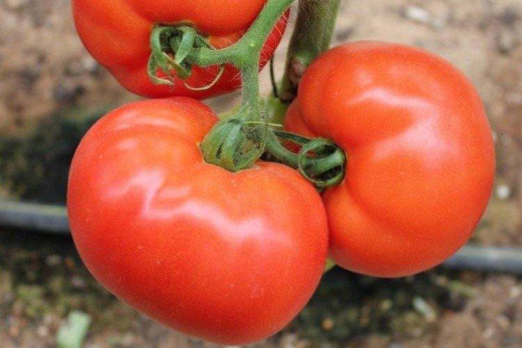 Краков'як - найвищі врожайні сорти томатів для Уралу