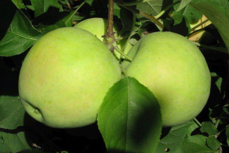 Російський розмарин - Найкращі сорти зелених яблук для Ленінградської області