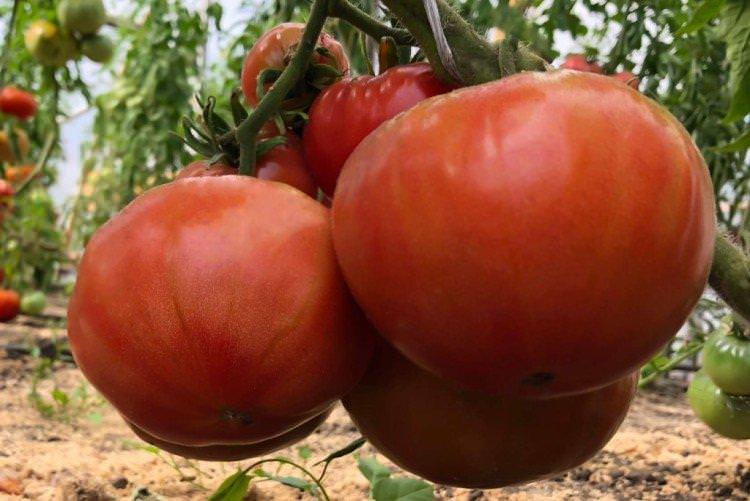 Бійська троянда - Найвищі врожайні сорти томатів для Уралу