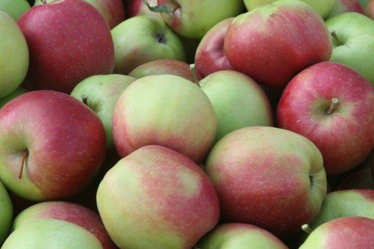 Лінда - Найкращі сорти зелених яблук для Ленінградської області