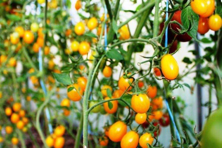 Злоти Дешч - Сорти томатів чері для відкритого ґрунту