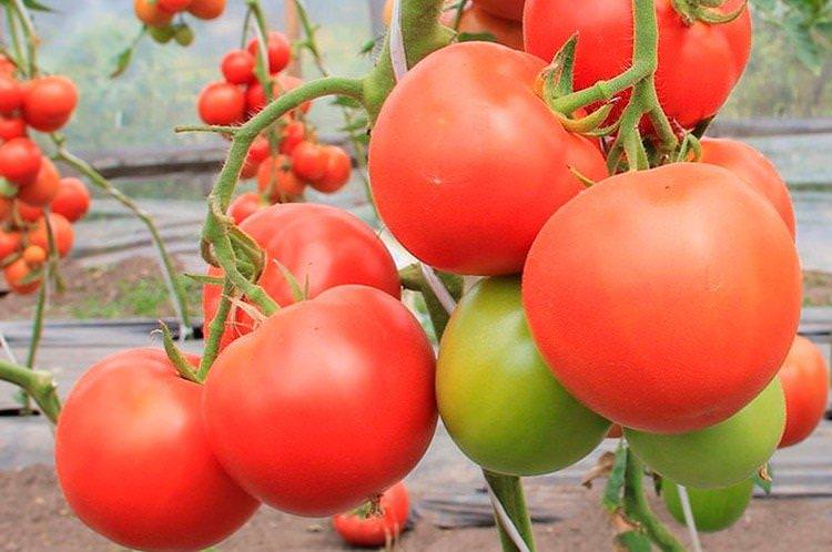 Кострома - найвищі врожайні сорти томатів для Сибіру