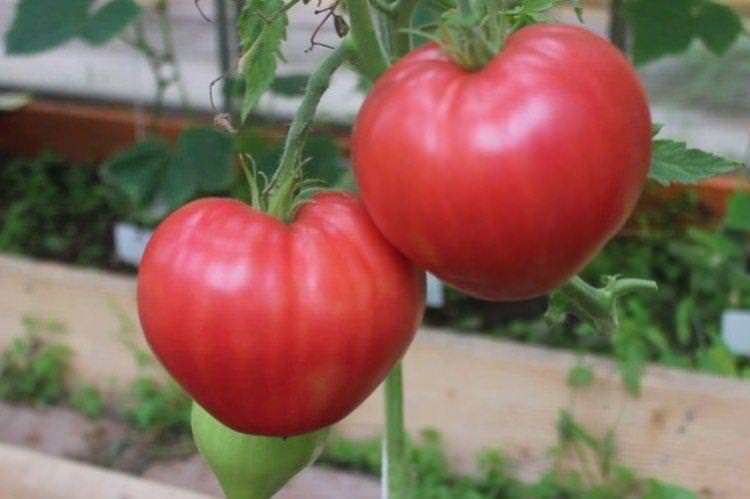 Абаканський - найвищі врожайні сорти томатів для Сибіру