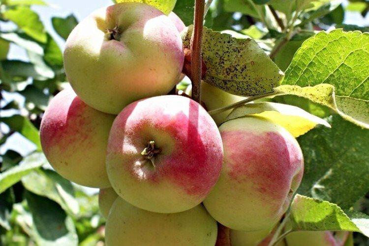Рожева налива - Найкращі сорти зелених яблук для Ленінградської області