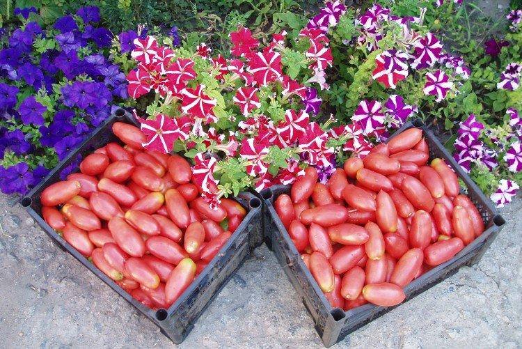 Рожева бурулька - найвищі врожайні сорти томатів для Сибіру