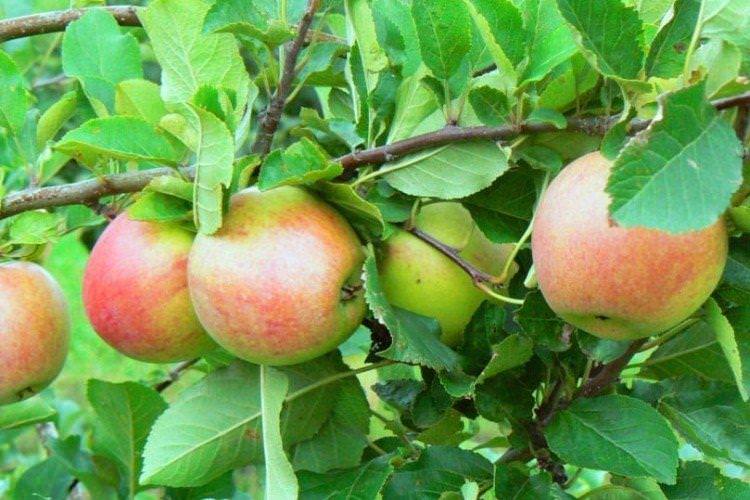 Джонаголд - Найкращі сорти зелених яблук для Ленінградської області