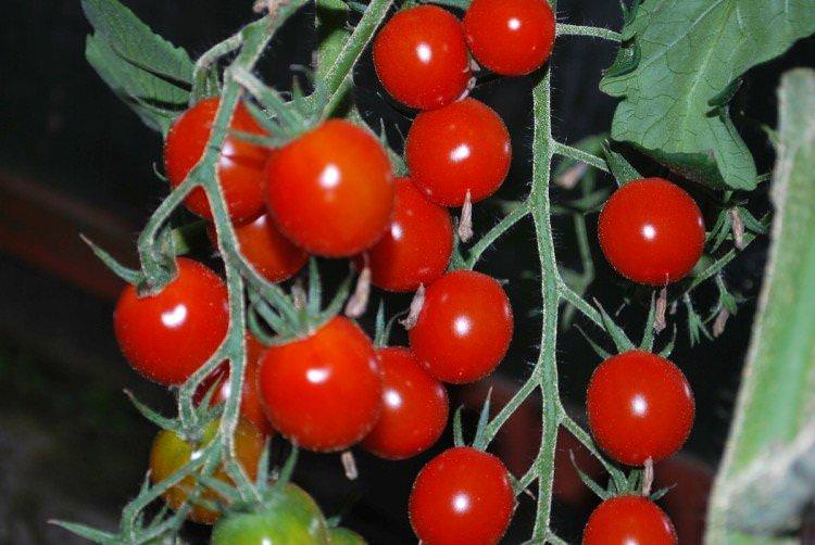 Чарівний каскад - Сорти томатів чері для відкритого ґрунту
