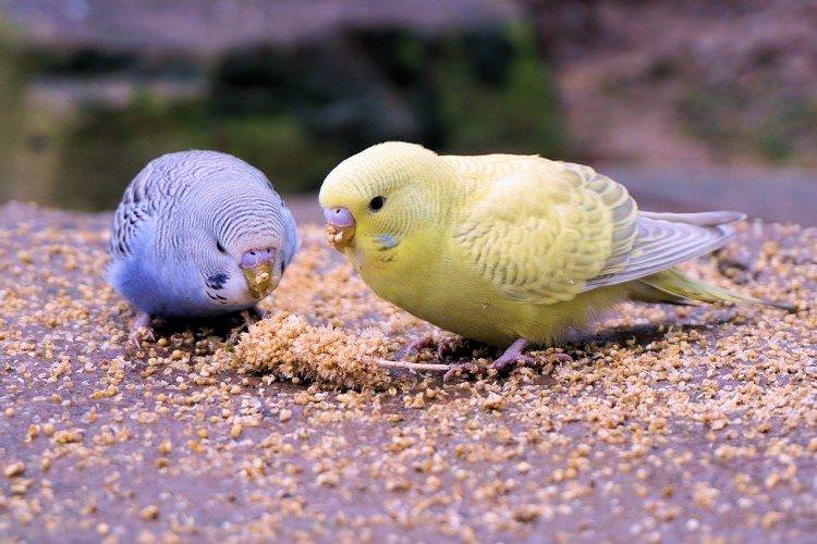 Правильне харчування - Скільки живуть папуги