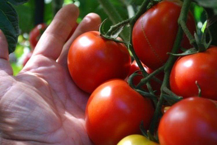 Афродіта - найвищі врожайні сорти томатів для Сибіру