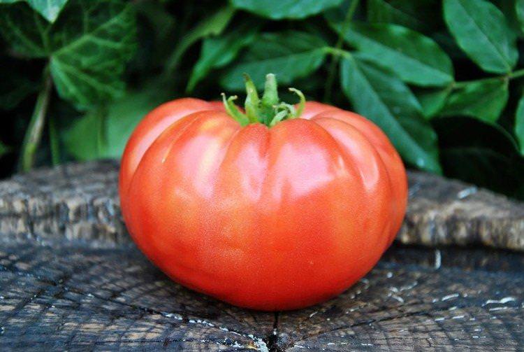Бердський великий - Найбільш високоврожайні сорти томатів для Сибіру