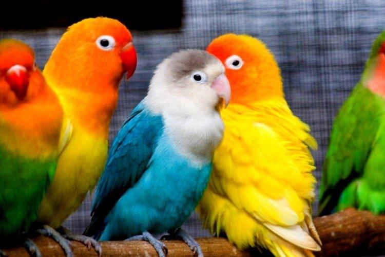 Ветеринарний контроль - Скільки живуть папуги