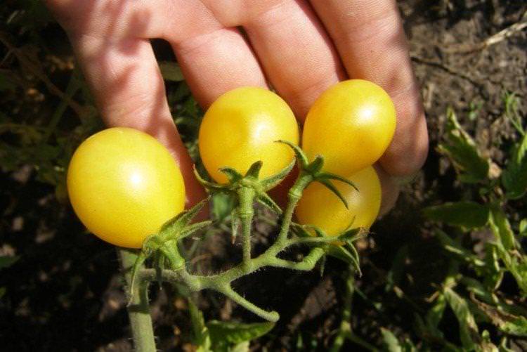 Золотий розсип - Найвищі врожайні сорти томатів чері