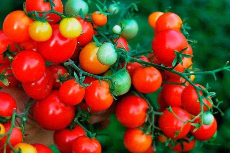 Тіні Тім - Найвищі врожайні сорти томатів чері