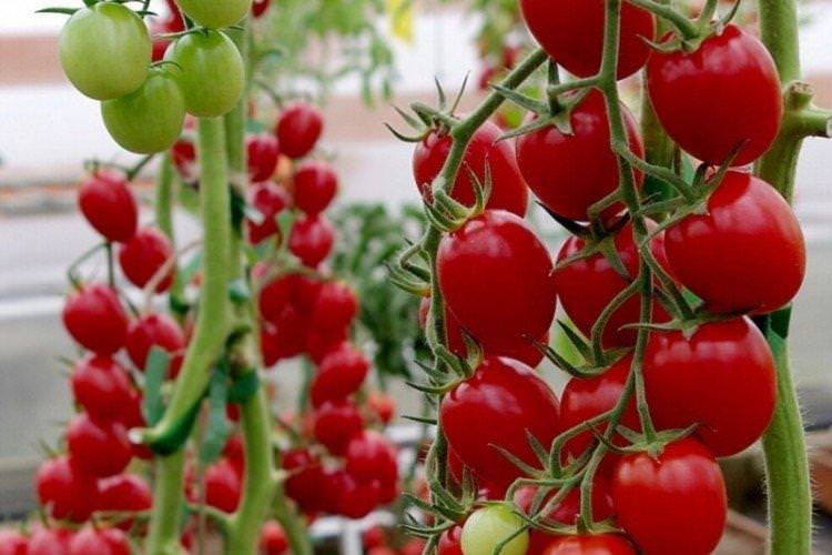 Віра - найвищі врожайні сорти томатів чері