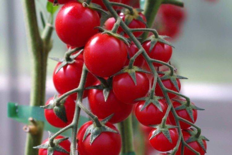 Люба - найвищі врожайні сорти томатів чері