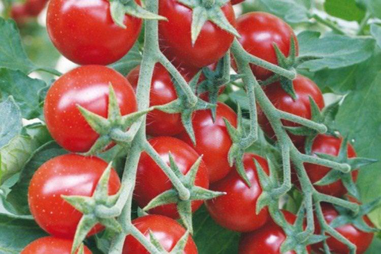 Росе - найвищі врожайні сорти томатів чері