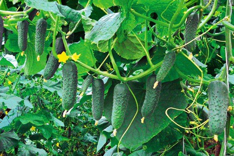 Гуннар - найвищі врожайні сорти огірків для теплиці